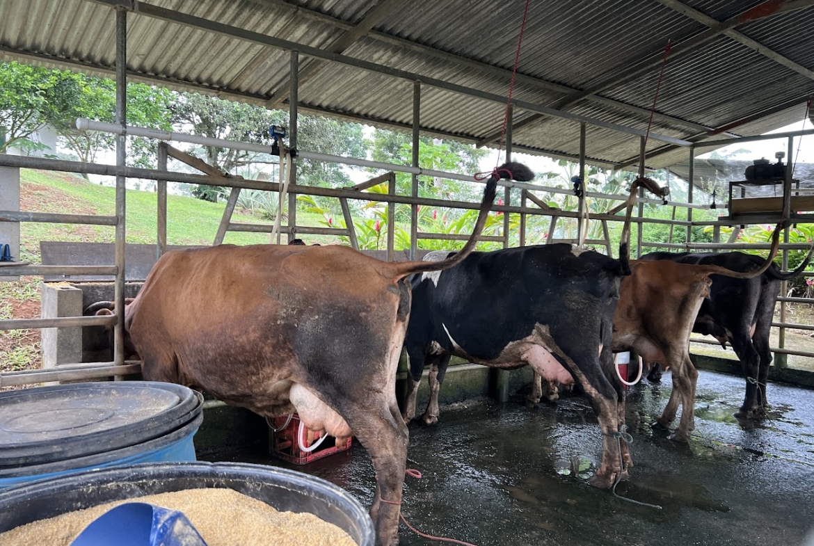 Finca Lechera en Costa Rica
